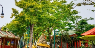 Ngẩn ngơ với khung trời vàng rực hoa sưa tại Đà Nẵng Ngẩn ngơ với khung trời vàng rực hoa sưa tại Đà Nẵng