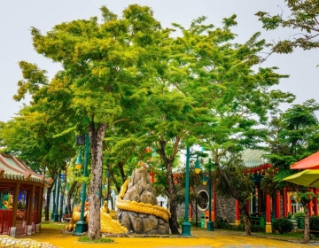 Ngẩn ngơ với khung trời vàng rực hoa sưa tại Đà Nẵng Ngẩn ngơ với khung trời vàng rực hoa sưa tại Đà Nẵng