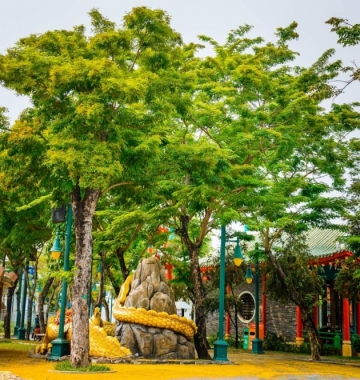 Ngẩn ngơ với khung trời vàng rực hoa sưa tại Đà Nẵng